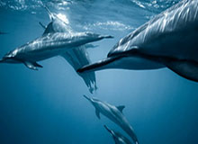 看见比赛的每一个瞬间：体育直播带来的生活升级